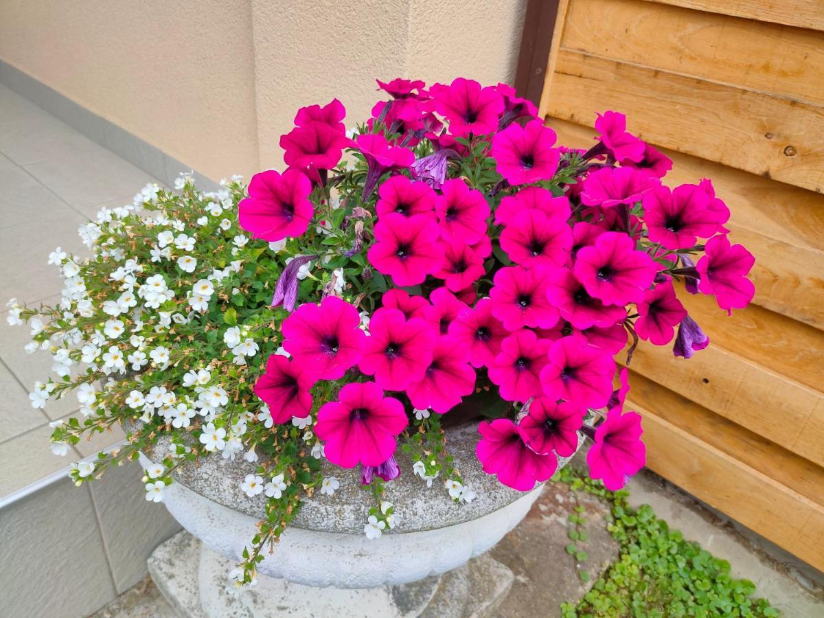 Studio Apartman The Little Prince Bjelovar Buitenkant foto